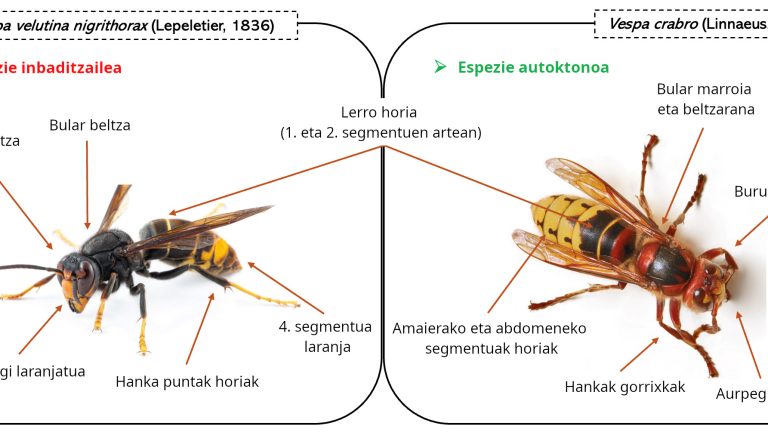 Liztor asiarraren aurkako jakiak hobetzeko estrategia berria